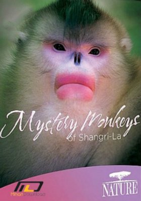 Paslaptingos Šangri La beždžionės / Mystery Monkeys of Shangri-La (2015)